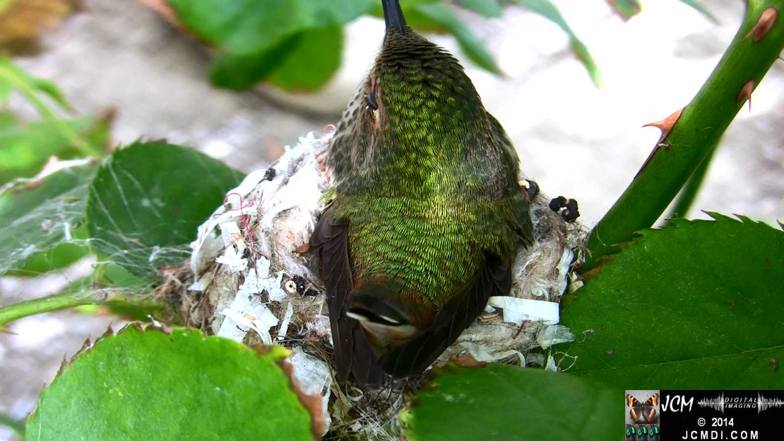 Allens Hummingbird in nest close-up back view 1